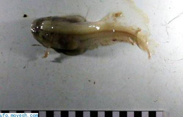 我国科考队捕获“狮子鱼” 用于深渊生物演化研究