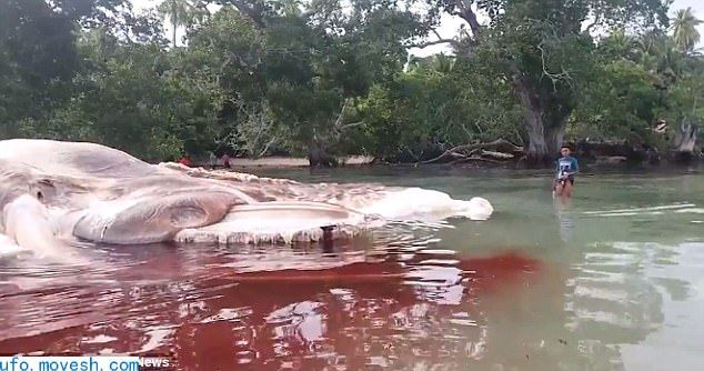 印尼海滩现15米长神秘海洋生物