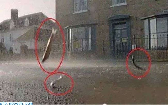 天上下雨竟下出了鱼？原来是这样的
