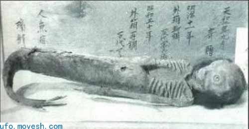 美人鱼是否存在？