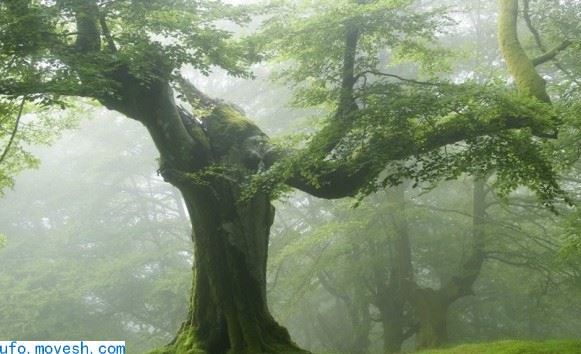 在人类消失之后的一万年里，地球到底会是什么样的呢？